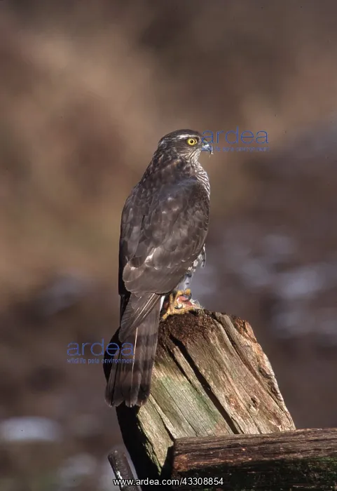 : SPARROWHAWK - on post : SPARROWHAWK - on post