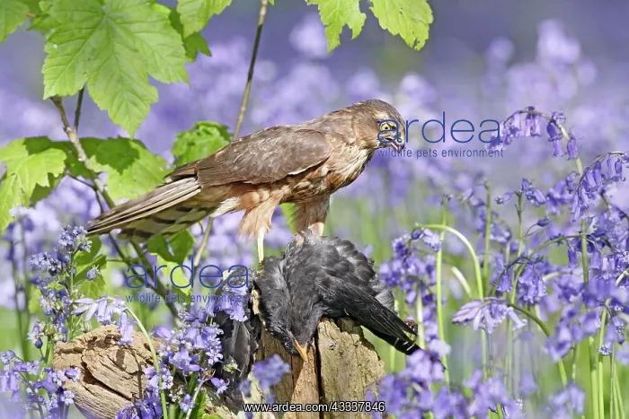 : Sparrowhawk - with prey in bluebell wood : Sparrowhawk - with prey in bluebell wood