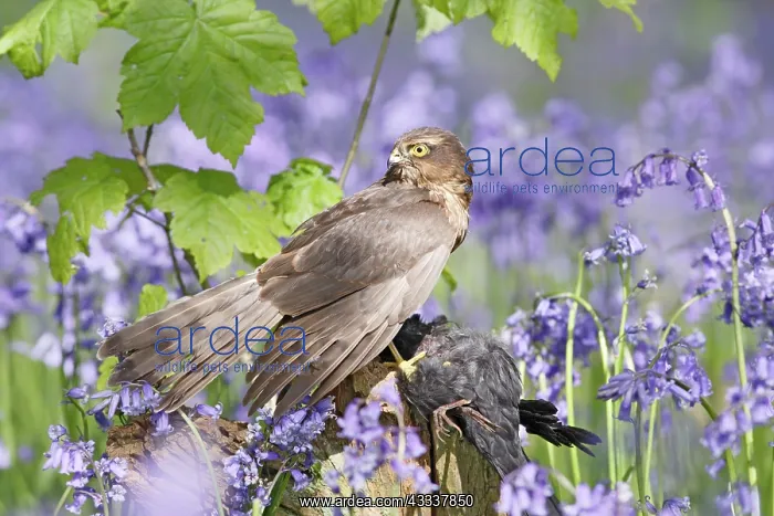 : Sparrowhawk - with prey in bluebell wood : Sparrowhawk - with prey in bluebell wood