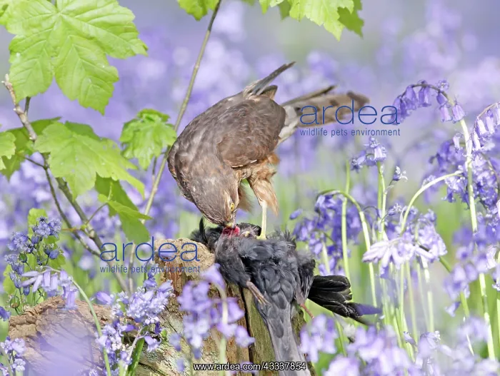 : Sparrowhawk - with prey in bluebell wood : Sparrowhawk - with prey in bluebell wood