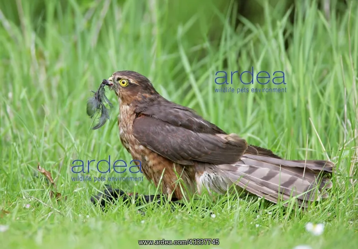 : Sparrowhawk - young male feeding on blackbird : Sparrowhawk - young male feeding on blackbird