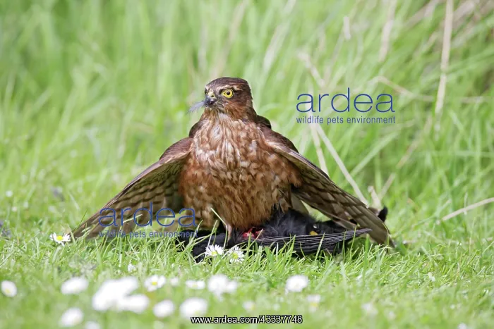 : Sparrowhawk - young male feeding on blackbird : Sparrowhawk - young male feeding on blackbird