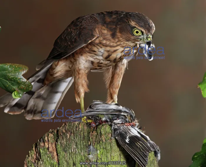 : sparrowhawk - young male - feeding on chaffinch : sparrowhawk - young male - feeding on chaffinch