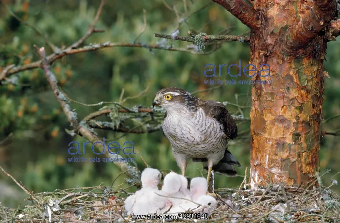 : Sparrowhawk - with young at nest : Sparrowhawk - with young at nest