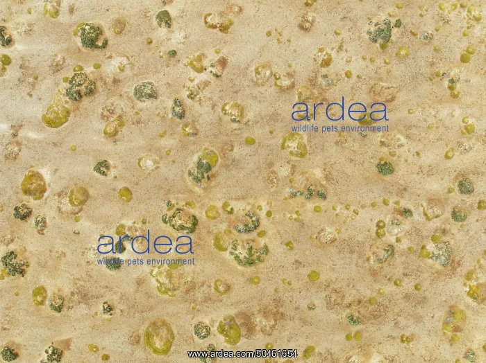 : Sparse desert vegetation, mainly Salsola species : Sparse desert vegetation, mainly Salsola species