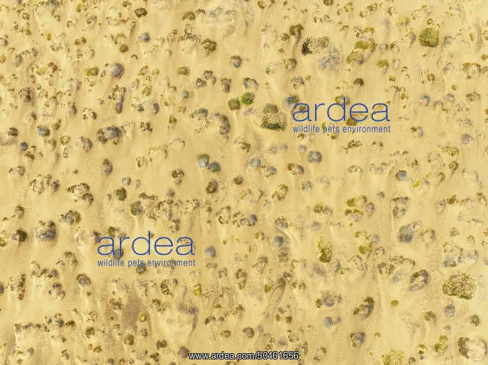 : Sparse desert vegetation, mainly Salsola species : Sparse desert vegetation, mainly Salsola species