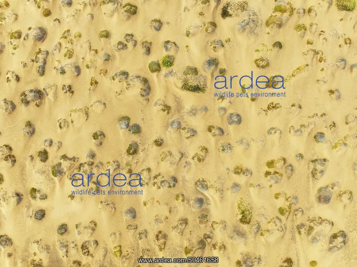 : Sparse desert vegetation, mainly Salsola species : Sparse desert vegetation, mainly Salsola species