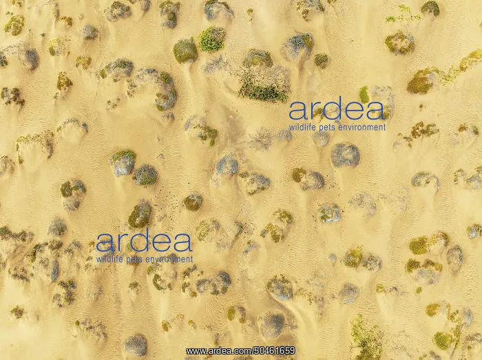 : Sparse desert vegetation, mainly Salsola species : Sparse desert vegetation, mainly Salsola species