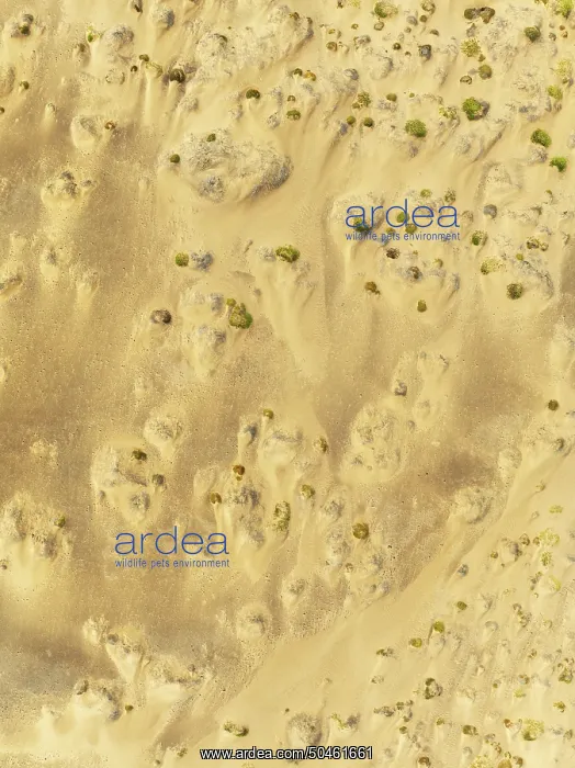 : Sparse desert vegetation, mainly Salsola species : Sparse desert vegetation, mainly Salsola species