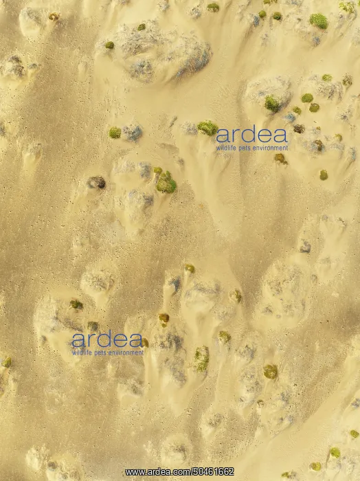 : Sparse desert vegetation, mainly Salsola species : Sparse desert vegetation, mainly Salsola species