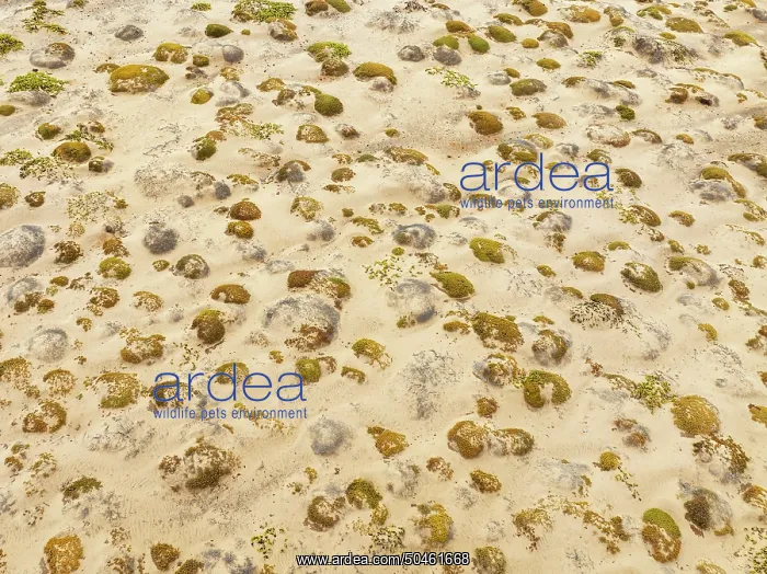 : Sparse desert vegetation, mainly Salsola species : Sparse desert vegetation, mainly Salsola species