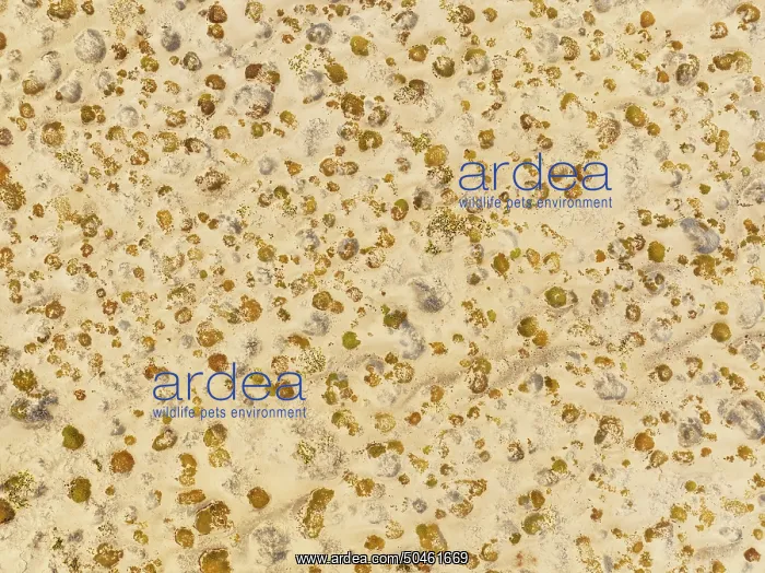 : Sparse desert vegetation, mainly Salsola species : Sparse desert vegetation, mainly Salsola species