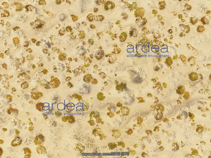  : Sparse desert vegetation, mainly Salsola species