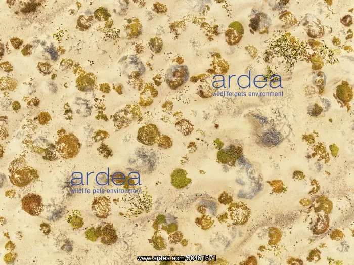 : Sparse desert vegetation, mainly Salsola species : Sparse desert vegetation, mainly Salsola species