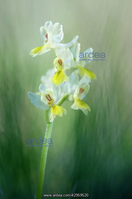 : Sparsely-flowering Orchid : Sparsely-flowering Orchid