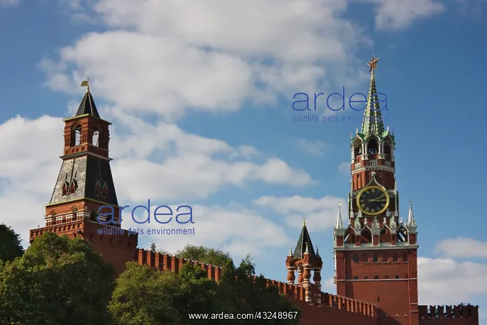 : Spasskaya Tower and towers on the Red Wall : Spasskaya Tower and towers on the Red Wall