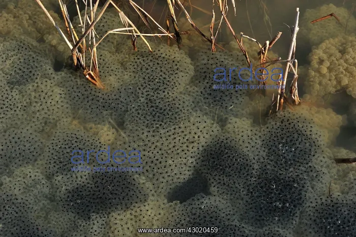  : Spawn Common Frog