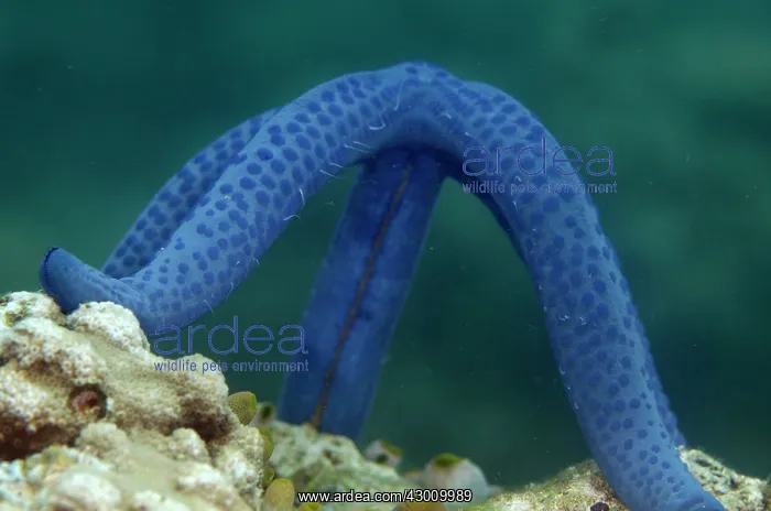 : Spawning Blue Starfish arching whilst ejecting sperm : Spawning Blue Starfish arching whilst ejecting sperm