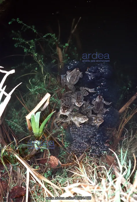 : SPAWNING FROGS - In garden pond : SPAWNING FROGS - In garden pond