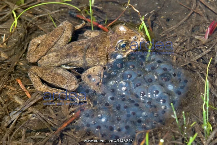 : Spawning Mountain Yellow-legged Frog : Spawning Mountain Yellow-legged Frog