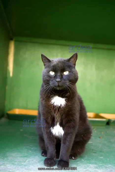 : SPCA black and white cat in Provence France : SPCA black and white cat in Provence France