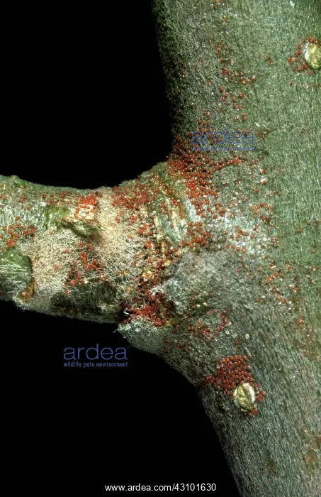 : Spder Mite Eggs Overwintering on Apple : Spder Mite Eggs Overwintering on Apple