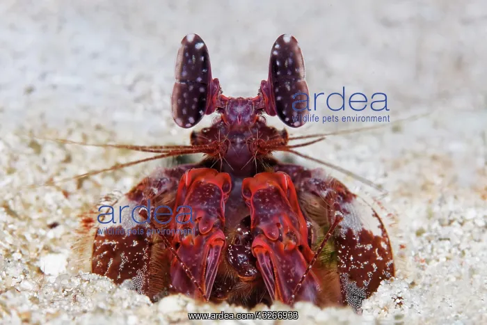 : Spear mantis shrimp (Lysiosquillina lisa), sitting : Spear mantis shrimp (Lysiosquillina lisa), sitting