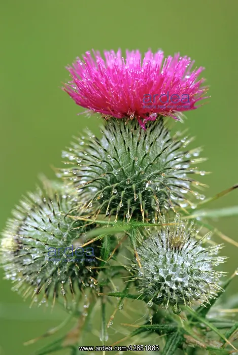 : Spear THISTLE : Spear THISTLE