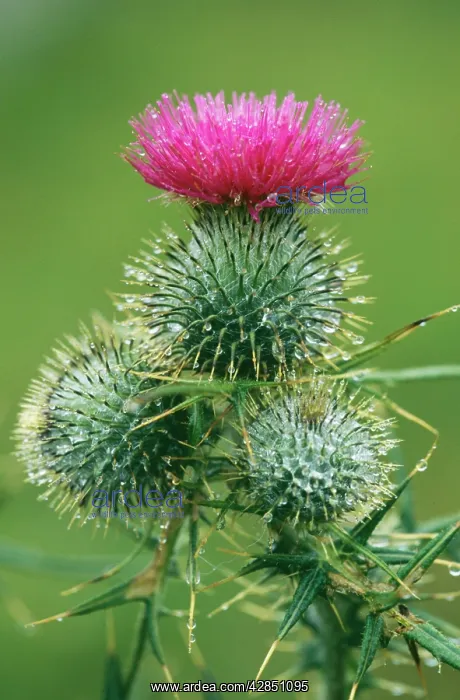 : Spear THISTLE : Spear THISTLE