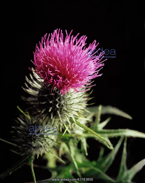 : Spear thistle. Cirsium vulgare, Close view of single : Spear thistle. Cirsium vulgare, Close view of single