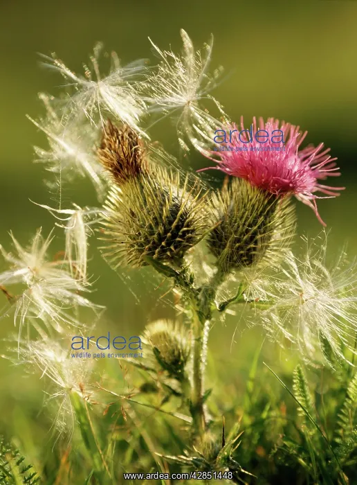 : Spear THISTLE - flower and thistledown : Spear THISTLE - flower and thistledown