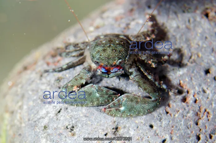 : Spearman Porcelain Crab - Kubu, Tulamben, Karangasem Regency : Spearman Porcelain Crab - Kubu, Tulamben, Karangasem Regency