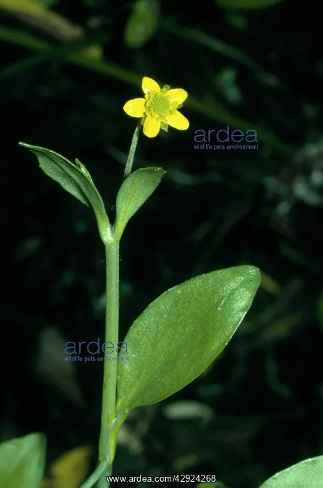 : SPEARWORT, Adder's Tongue : SPEARWORT, Adder's Tongue