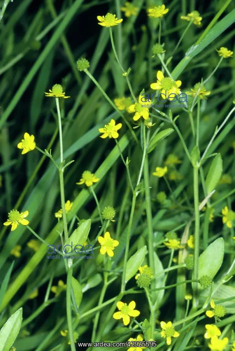 : Spearwort / Adders Tongue : Spearwort / Adders Tongue