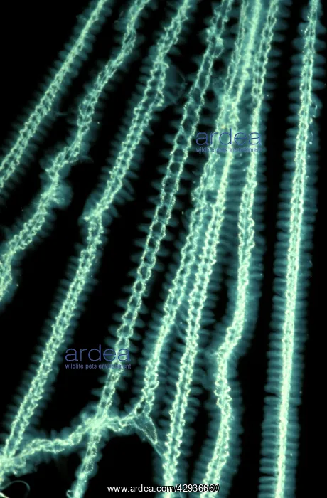 : Special cribellate silk used in net-making by Net-casting : Special cribellate silk used in net-making by Net-casting