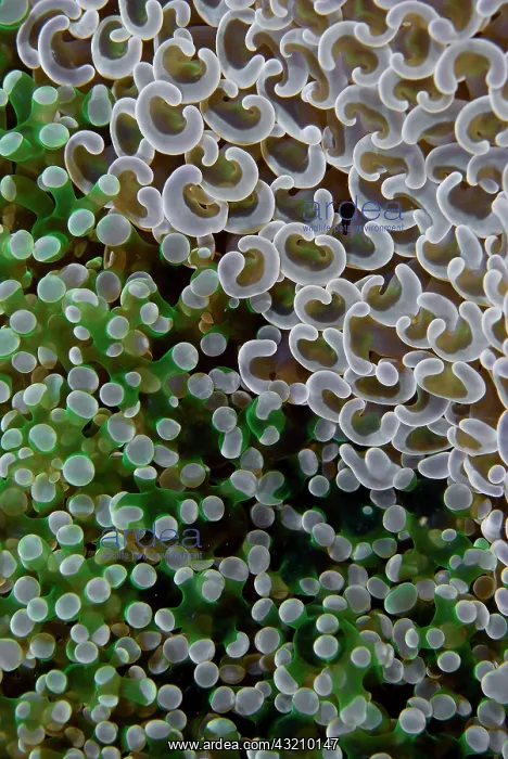  : Two species of fleshy hard corals competing