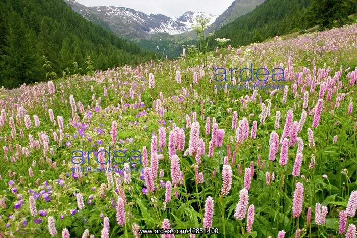 : Species-rich flowery pasture, with Bistort - Wood : Species-rich flowery pasture, with Bistort - Wood