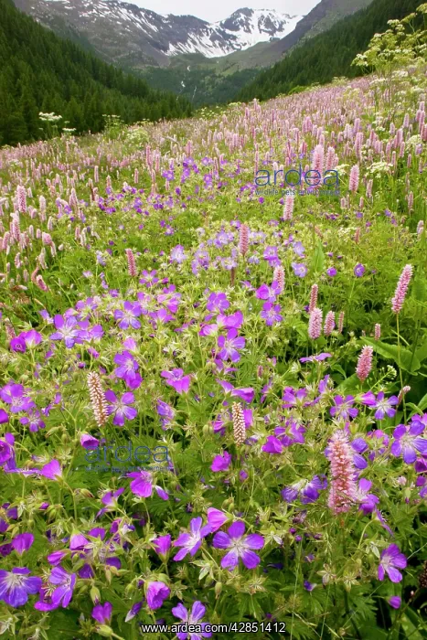 : Species-rich flowery pasture, with Bistort - Wood : Species-rich flowery pasture, with Bistort - Wood