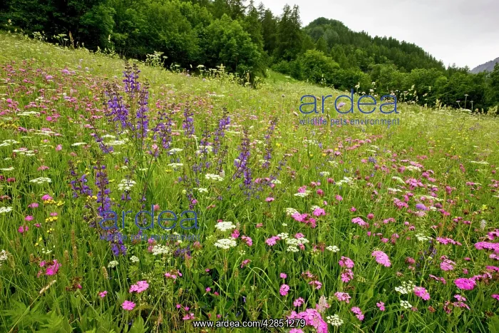 : Species-rich flowery pasture, dominated by Jove's flower : Species-rich flowery pasture, dominated by Jove's flower