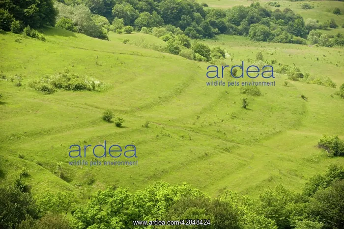 : Species-rich hillside with old cultivation terraces : Species-rich hillside with old cultivation terraces