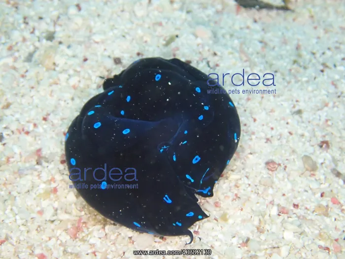 : Two specimens of blue dotted head slug (Chelidonura : Two specimens of blue dotted head slug (Chelidonura