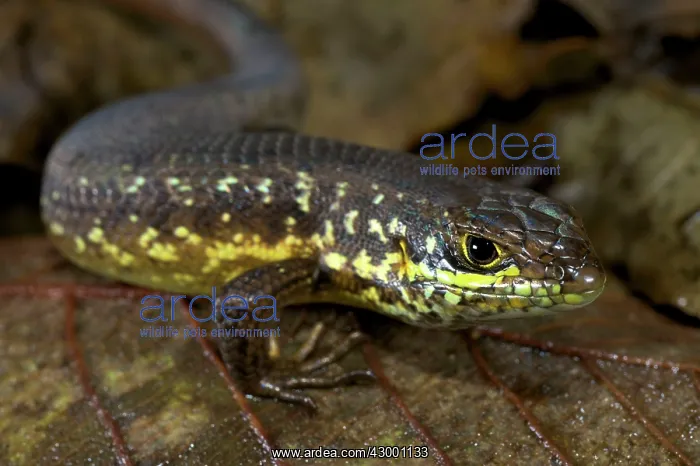 : Speckle-lipped Skink - male : Speckle-lipped Skink - male