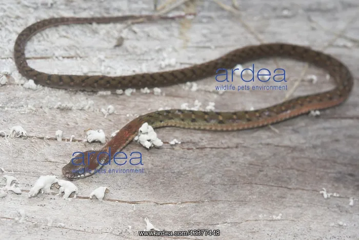 : Specklebelly Keelback Snake : Specklebelly Keelback Snake