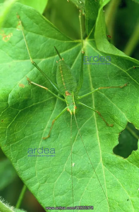 : Speckled Bush-Cricket : Speckled Bush-Cricket