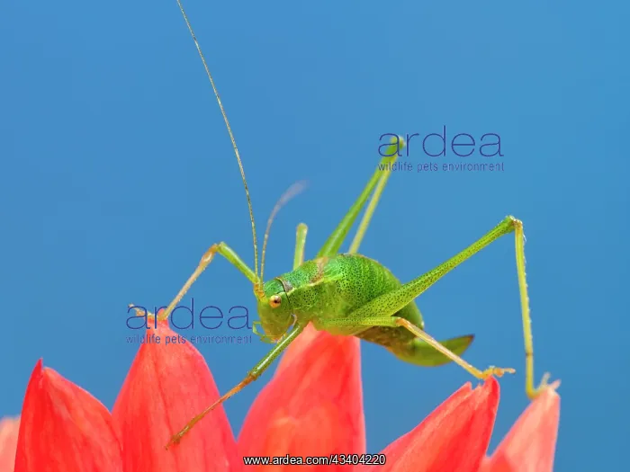  : Speckled bush-cricket on Dahlia petals