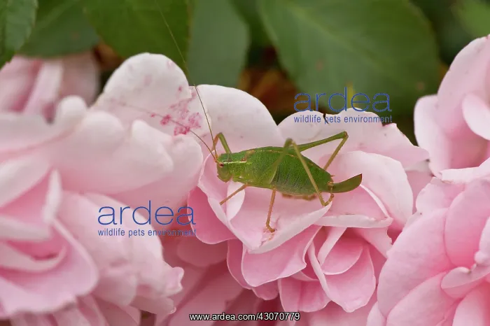 : Speckled Bush Cricket (Leptophyes punctatissima) : Speckled Bush Cricket (Leptophyes punctatissima)