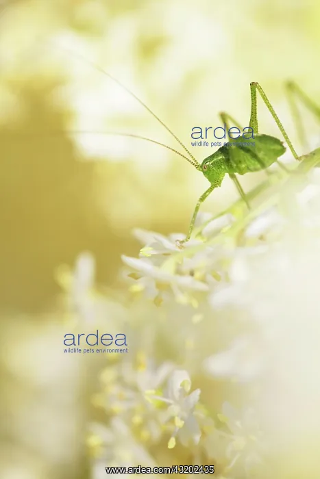 : Speckled bush-cricket (Leptophyes punctatissima) : Speckled bush-cricket (Leptophyes punctatissima)