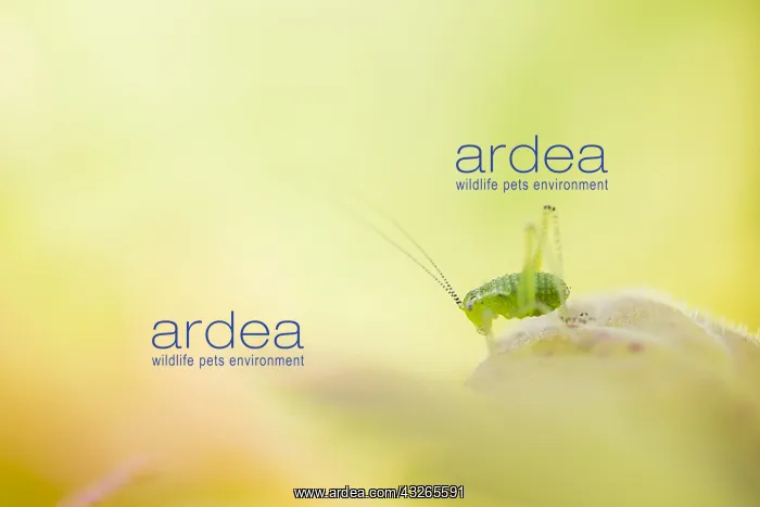 : Speckled Bush-cricket (Leptophyes punctatissima : Speckled Bush-cricket (Leptophyes punctatissima