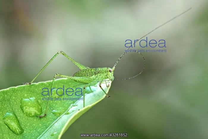 : Speckled bush-cricket (Leptophyes punctatissima) : Speckled bush-cricket (Leptophyes punctatissima)