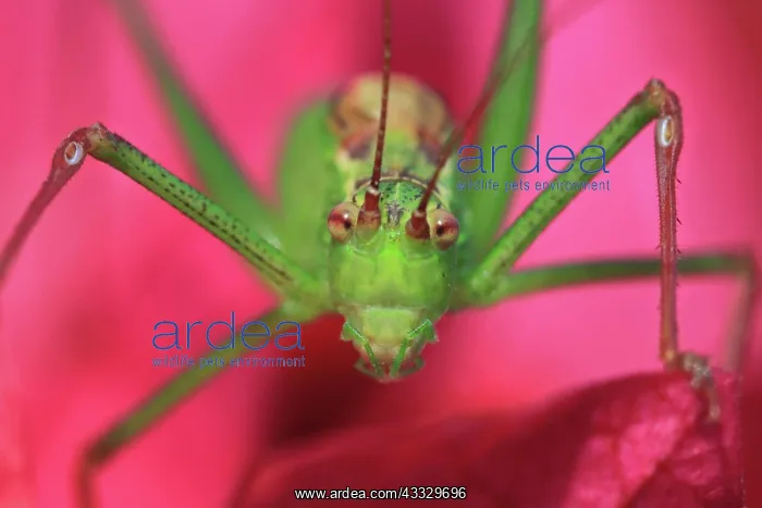 : Speckled bush-cricket (Leptophyes punctatissima) : Speckled bush-cricket (Leptophyes punctatissima)